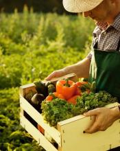 У Київській області діє Комплексна програма розвитку сільського господарства та сільських територій У Київській області діє Комплексна програма розвитку сільського господарства та сільських територій