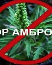 У громаді триває акція «АМБРОЗІЯ СТОП» У громаді триває акція «АМБРОЗІЯ СТОП»
