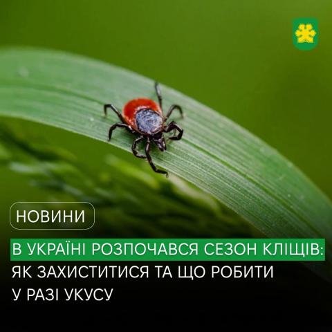 В Україні розпочався сезон кліщів: як захиститися та що робити у разі укусу.