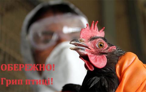 ОБЕРЕЖНО! В Україні зареєстровано новий випадок грипу птахів ! ОБЕРЕЖНО! В Україні зареєстровано новий випадок грипу птахів !