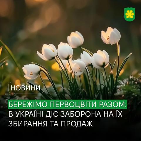 Бережімо первоцвіти разом: в Україні діє заборона на їх збирання та продаж.