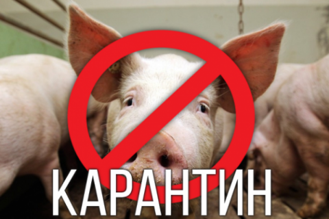 Рішеннями комісій оголошено карантин щодо африканської чуми свиней Рішеннями комісій оголошено карантин щодо африканської чуми свиней
