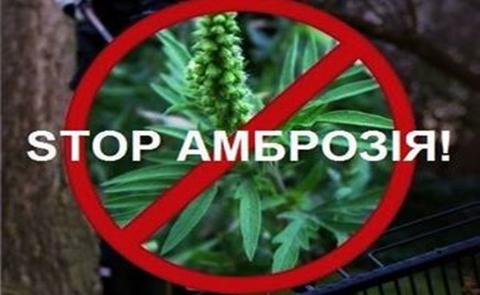 У громаді триває акція «АМБРОЗІЯ СТОП» У громаді триває акція «АМБРОЗІЯ СТОП»