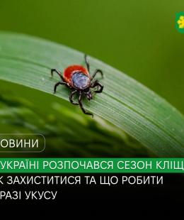 В Україні розпочався сезон кліщів: як захиститися та що робити у разі укусу.